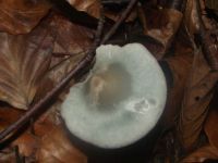 Grüner Anistrichterling